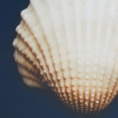 (Set Of 4) 12" Square Ocean Seashells Framed Canvas Decorative Wall Art Set Blue 2 (Set Of 4) 12" Square Ocean Seashells Framed Canvas Decorative Wall Art Set Blue - Image 2