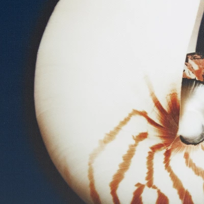 (Set Of 4) 12" Square Ocean Seashells Framed Canvas Decorative Wall Art Set Blue 5 (Set Of 4) 12" Square Ocean Seashells Framed Canvas Decorative Wall Art Set Blue - Image 5